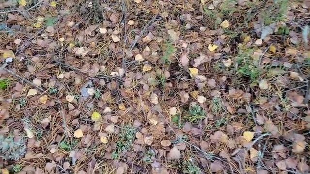 Грибное счастье ЕСТЬ!) смотреть онлайн