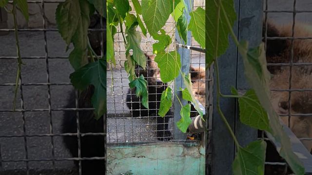 Крым. Тайган. Рык голодного зверя)). смотреть онлайн