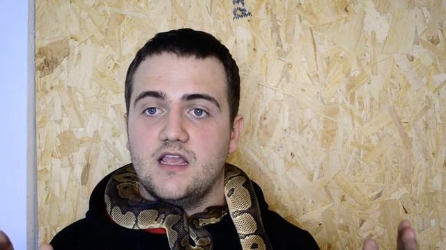 Ball python vs spotted python смотреть онлайн