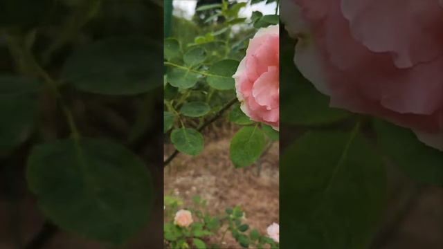 First Lady Rose In Bloom(Rosen-Tantau Rose)😶🌫️(5 months) @My Rose Garden(My hobby)🌹🥀🌹🤭 смотреть онлайн