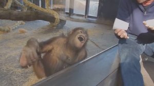 Обезьяне показывают  фокус :)))