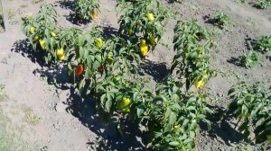 Откуда растут цветыЦветочный рай в деревне