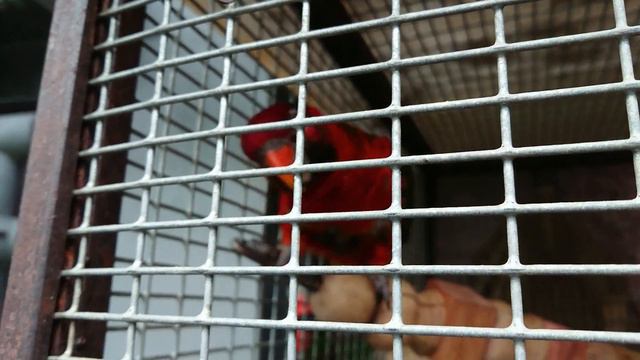 Оранжерея смотреть онлайн