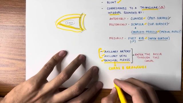 Axilla Anatomy (1/2) | Boundaries of Axilla | Upper Limb Anatomy смотреть онлайн