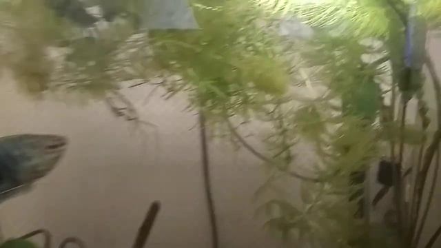 Аквариумные растения. Наяс. Роголистник. Пельвикахромис пульхера. смотреть онлайн