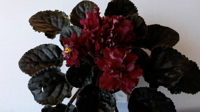 Фиалка! От ПЕРЕСАДКИ до шапочного ЦВЕТЕНИЯ! смотреть онлайн