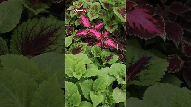لیلی و مجنون، محبوب.ترین گل افغانها/Layla and Majnun, Popular flower for Afghan's