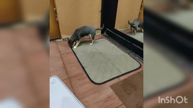 4 туалет за месяц для чихуахуа! Пробуем многоразовую пеленку смотреть онлайн