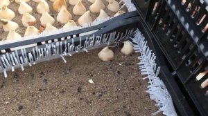 ВЫРАЩИВАНИЕ ТЮЛЬПАНОВ К 8 МАРТА. ПОСАДКА ЛУКОВИЦЫ. ЛУЧШИЕ СОРТА НА ВЫГОНКУ.