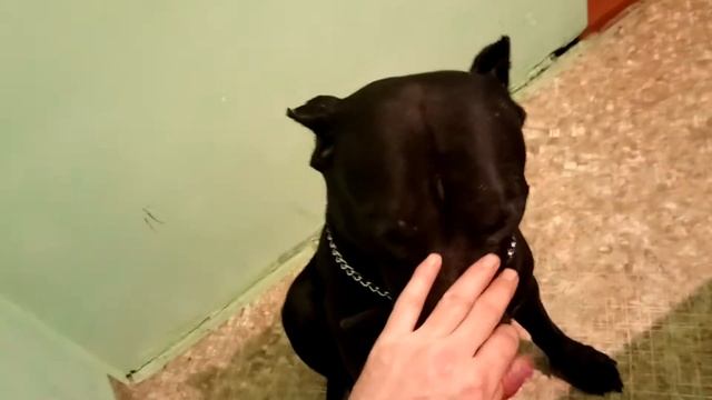 Как спастись от собаки которая угрожает вашей жизни. смотреть онлайн