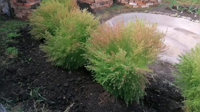 Кохия - летний кипарис смотреть онлайн