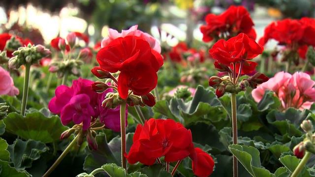 Southern Gardening TV - April 17, 2013 - Zonal Geraniums смотреть онлайн