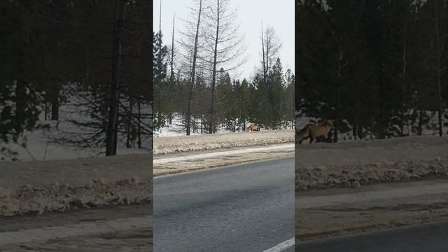 #Лиса на трассе смотреть онлайн