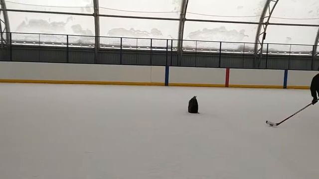Забивай шайбу в ворота! смотреть онлайн