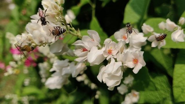 Bees Collecting Sweets From Bloom Flowers смотреть онлайн