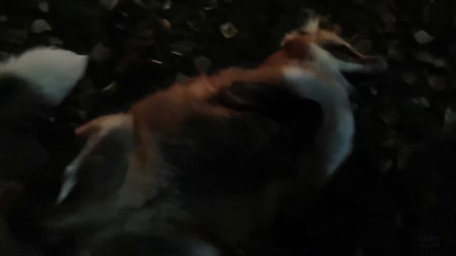 Ли Сяо / Alice the Fox Лиса Алиса (Неожиданный шашлык) смотреть онлайн
