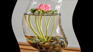 Как вырастить лотос