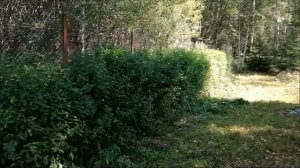 ЖИВАЯ ИЗГОРОДЬ ИЗ СПИРЕИ