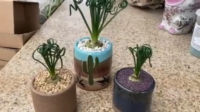 Albuca spiralis "Fizzle Sizzle" in three different containers смотреть онлайн