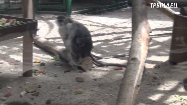 █ Мама МАРТЫШКА ОХРАНЯЕТ ДЕТЕНЫША / ЗООПАРК / ZOO Для ДЕТЕЙ. смотреть онлайн