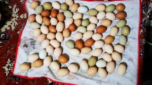 Инкубационное яйцо весенние ПРОБЛЕМЫ что делать