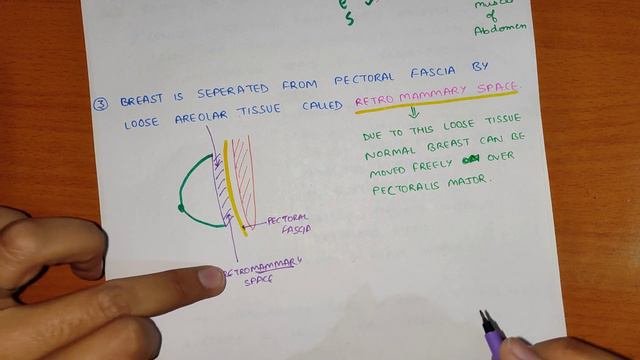 Breast Anatomy (1/5) | Situation, Extent & Structure of Breast | Mammary Gland смотреть онлайн