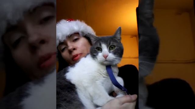 мордастик Максик или Зайчик ищет ДОМ. Он полубританец, 12 мес+, кастрирован. смотреть онлайн