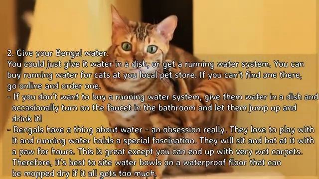 How to Take Care of a Bengal Cat - Providing For a Bengal's Basic Needs смотреть онлайн