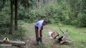 Выбор места установки капкана на волка