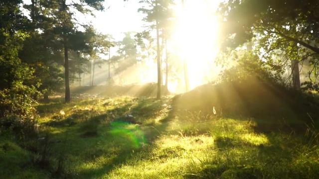 Шум леса пение птиц . Волшебное настроение . смотреть онлайн