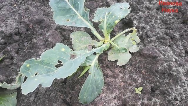 От такой капусты не будет толку смотреть онлайн