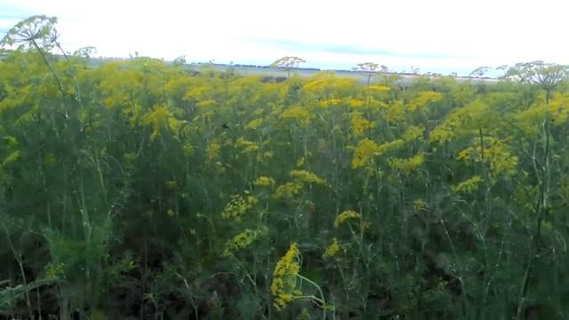 Укроп зонтик оптом Одесса смотреть онлайн