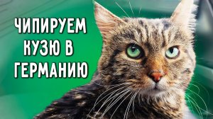 Кузю чипируем, подготавливаем к Германии. Как стричь когти собакам без стресса. Обнимашки с собаками