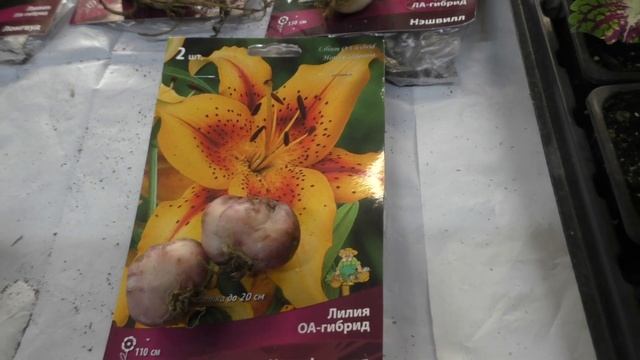 Лилии видовые и гибриды. смотреть онлайн