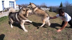 ЛУЧШИЕ ПРАНКИ НАД СОБАКАМИ / приколы с животными 2022