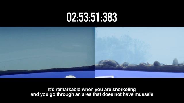 Mussels At Work: A Time Lapse Demonstration