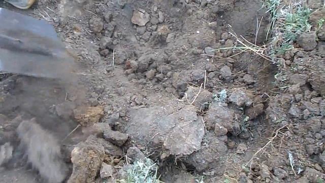 Корона и скипетр царя смотреть онлайн