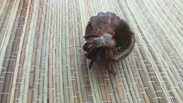 Рак отшельник смотреть онлайн