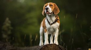 ТОП 5 СОБАК ДЛЯ ОХОТЫ - ЛУЧШИЕ ОХОТНИЧЬИ СОБАКИ