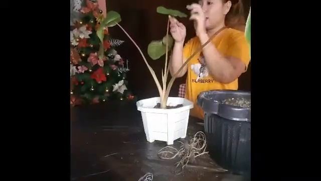 HOMALOMENA PROPAGATION AND CARE TIPS