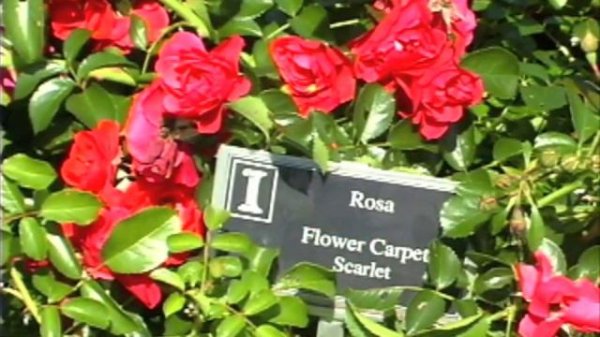 Flower Carpet Rose