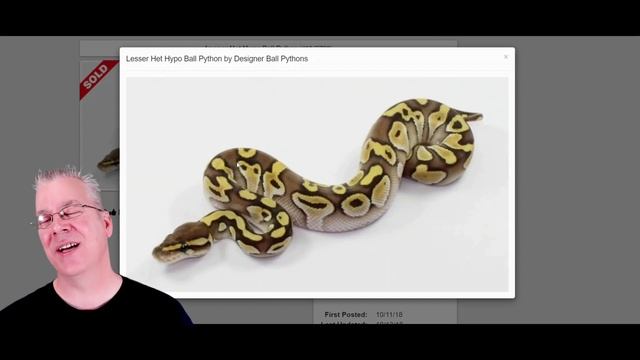 Variations in Ball Python Morphs! смотреть онлайн
