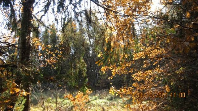 В осеннем лесу. In the autumn forest. смотреть онлайн