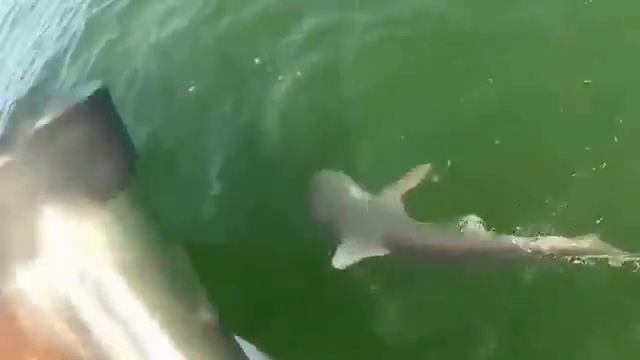 Grouper eats 4ft shark in one bite\ Морской окунь съел 2-х метровую акулу смотреть онлайн