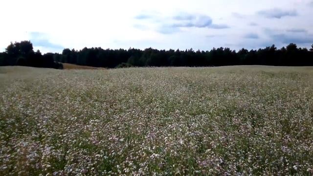 Что за медонос ? Горчица ? Хутор LV смотреть онлайн