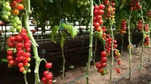 Томат черри Красный лукум F1