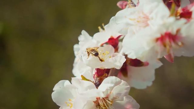 Listen to this music and you will feel better🌿 gentle music calms the nervous system and pleases#27 смотреть онлайн