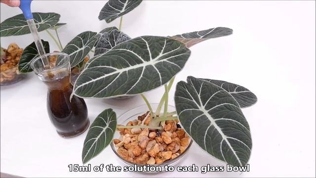 Decorate Alocasia Black Velvet / Alocasia Reginula With LECA And Water In Glass Bowl