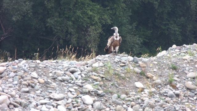 Белоголовый сип. Встреча на горной речке