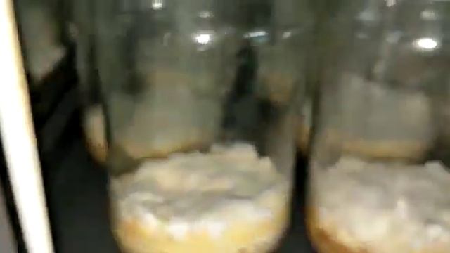 Different stages of Cordyceps militaris(From Mycelium to Emerging Fruiting bodies) смотреть онлайн